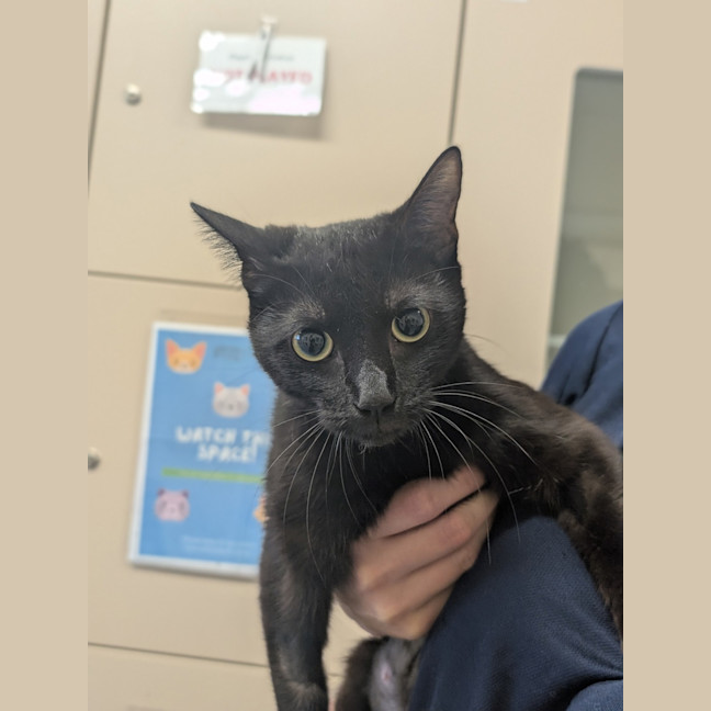 Photo of Mayor Goodway