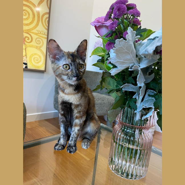 Photo of Maple   Located In Braybrook