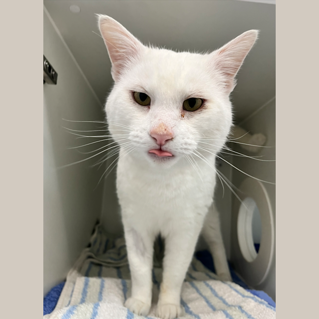 Photo of Casper 