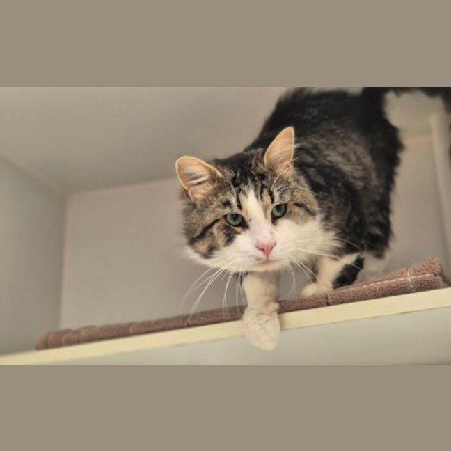 Photo of Merlin
