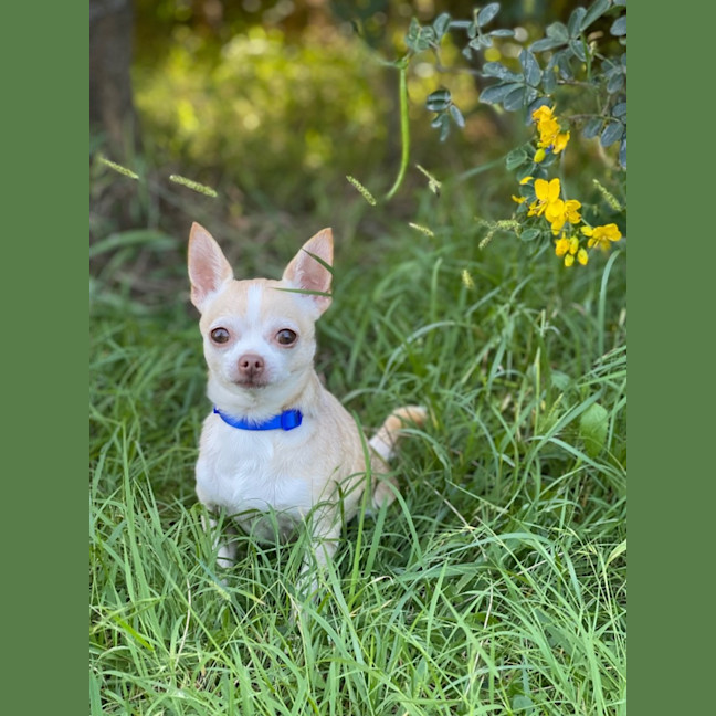 Photo of Peanut