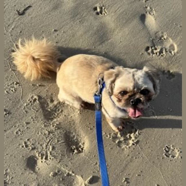 Photo of Alfie & Delilah ~ Pair Of Shih Tzus, Boy And Girl