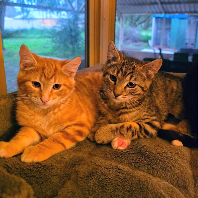 Photo of Sprinkles