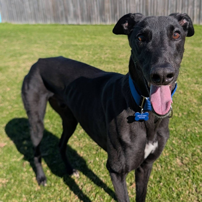 Photo of Crosby The Greyhound