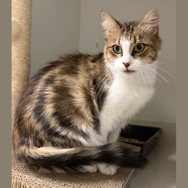 Photo of Peanut