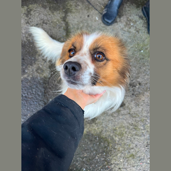 Photo of Lucky (Bonded With Tinker)