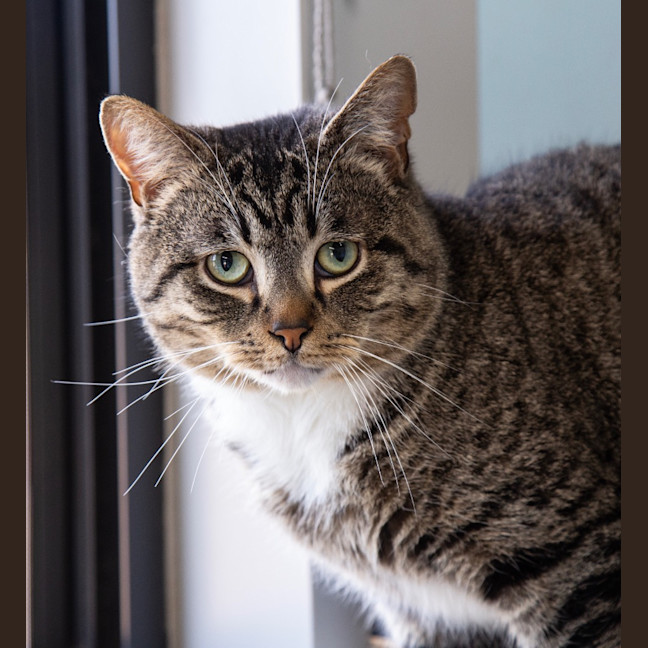 Photo of Jasper The Brave