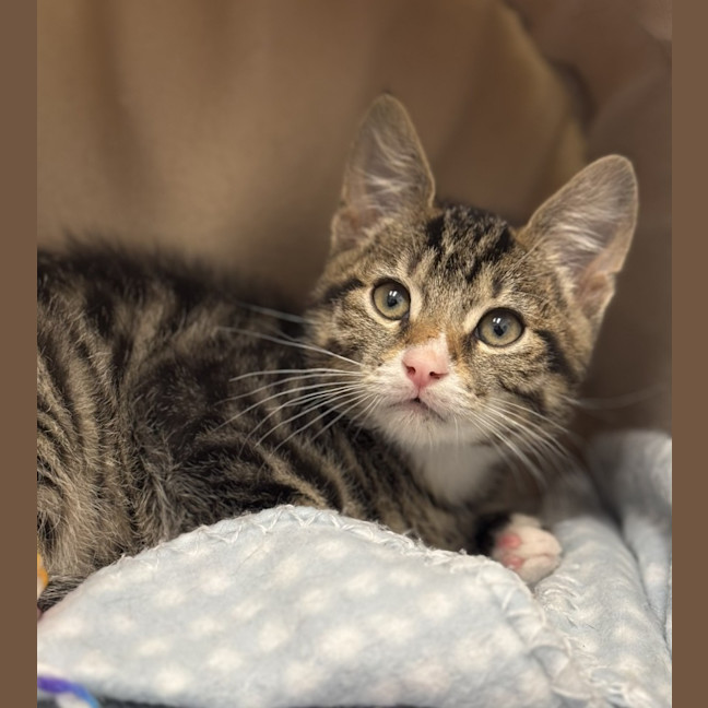 Photo of Romeo