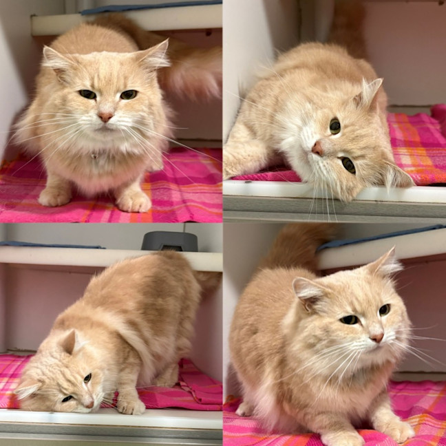Photo of Princess