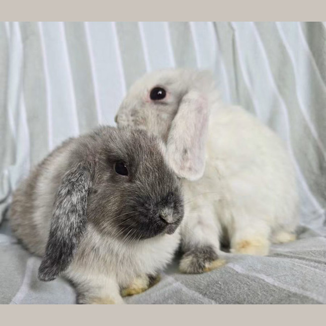 Photo of Pistachio & Truffle (Located Wantirna South) 