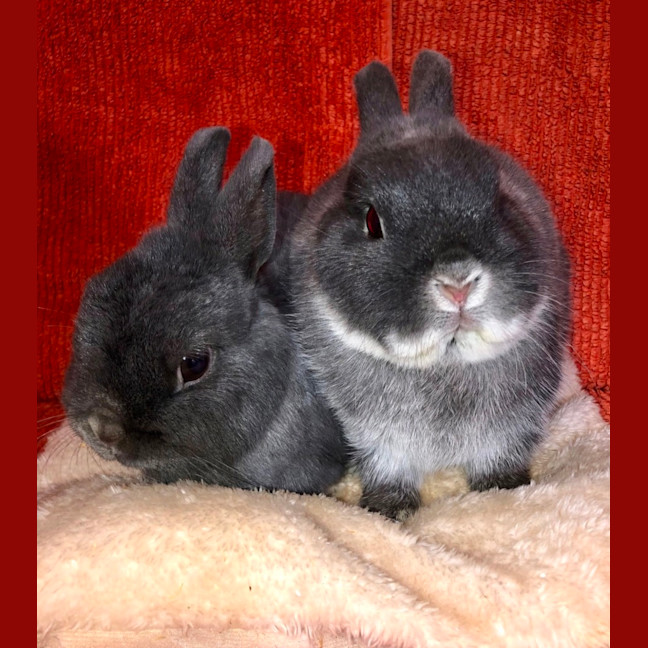 Photo of Fig & Trixie