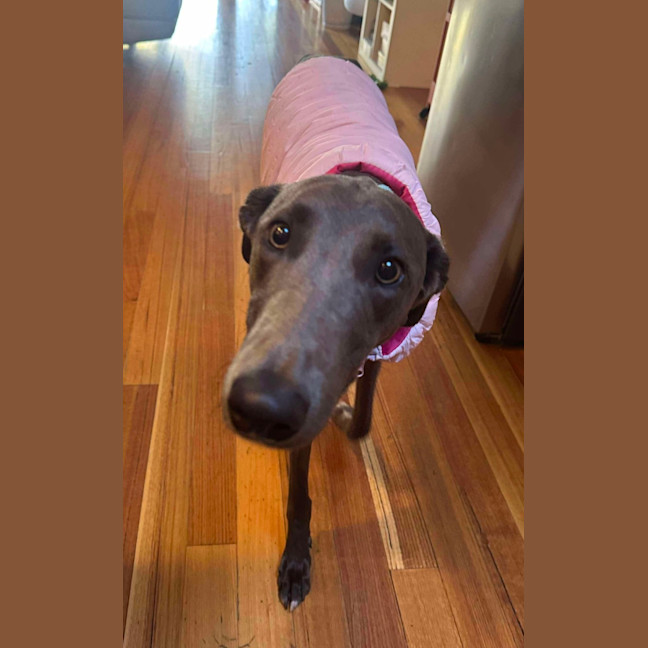 Photo of Caper