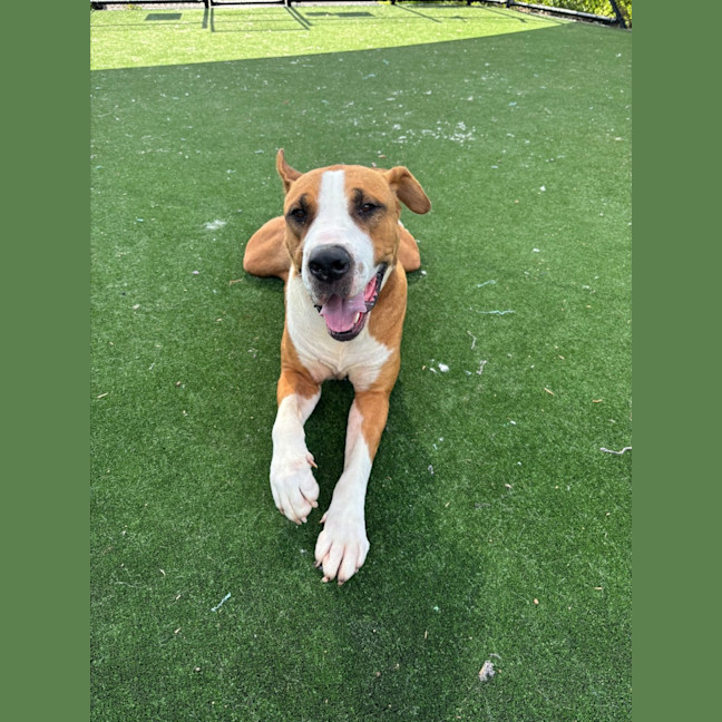 Photo of Boof Imp 1874