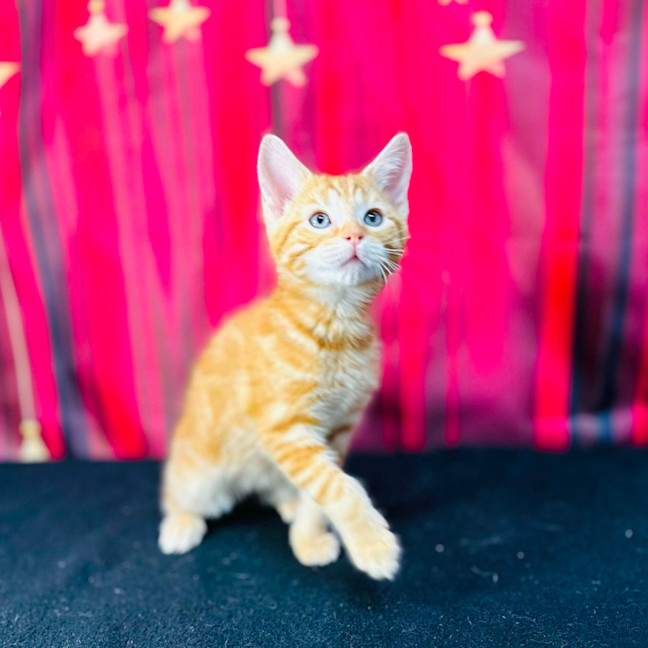 Photo of Cheeto (Located In Preston)