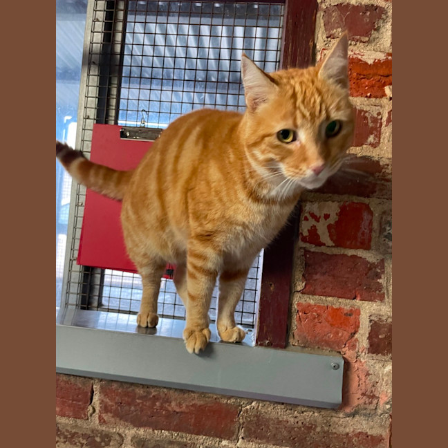 Photo of Sparkie