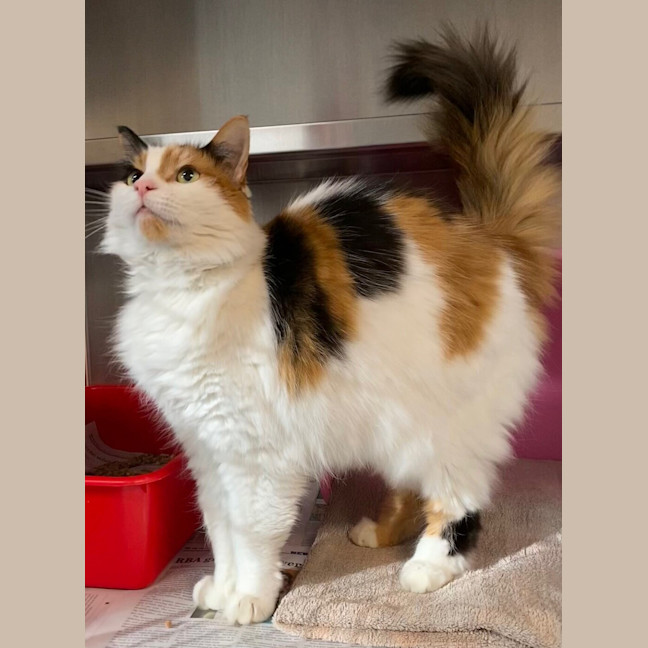 Photo of Cleo