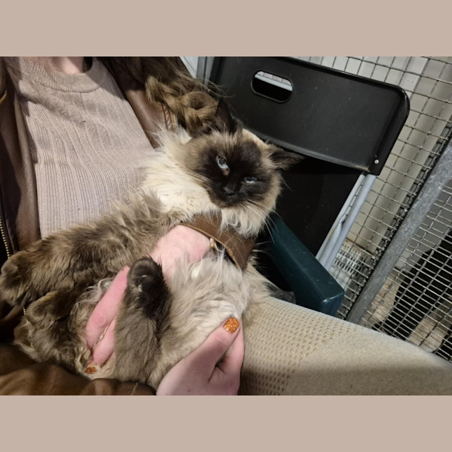 Photo of Fifi **2nd Chance Cat Rescue**