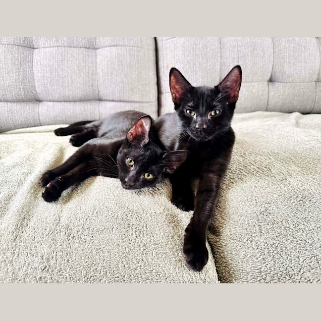 Photo of Oreo