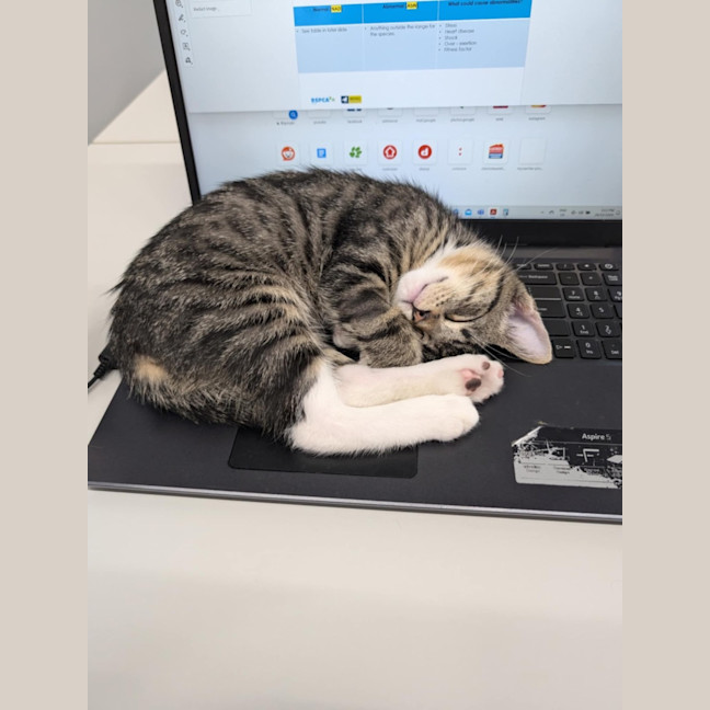 Photo of Murray Meet Me@Petstock Mornington Nepean Hwy