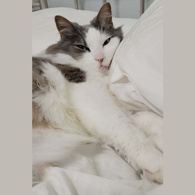 Photo of Sully   In Foster Care In Doncaster