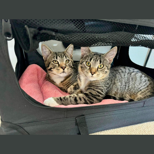 Photo of Tarzan And Zora