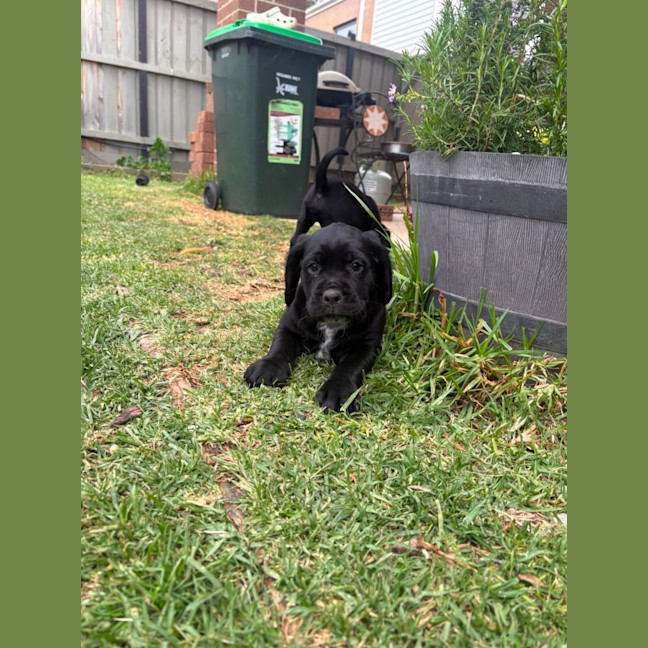 Photo of Sadies Litter