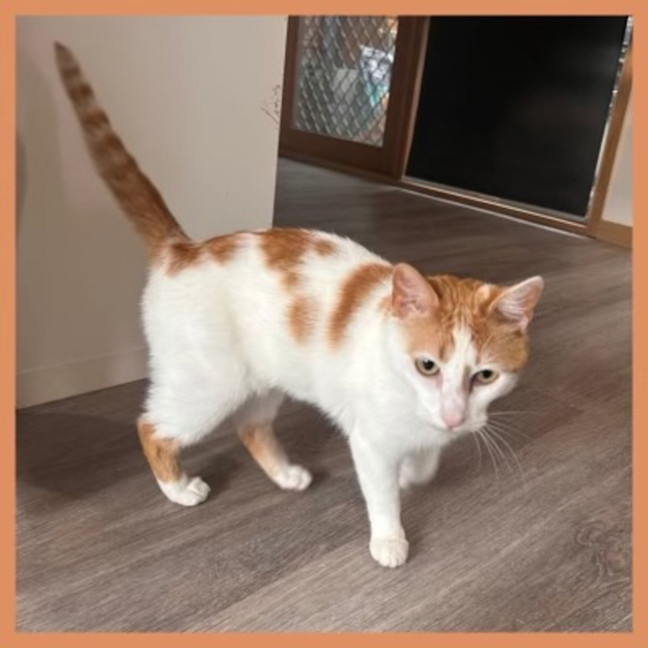 Photo of Marmalade