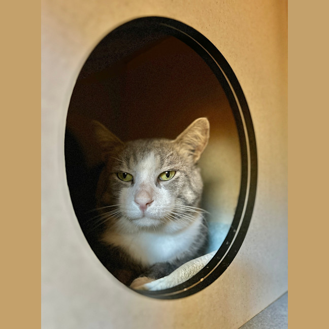 Photo of Miso