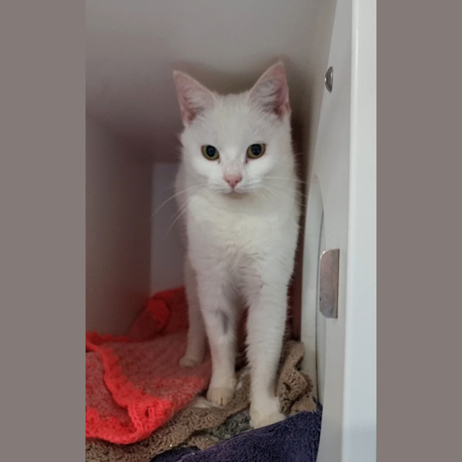 Photo of Piper