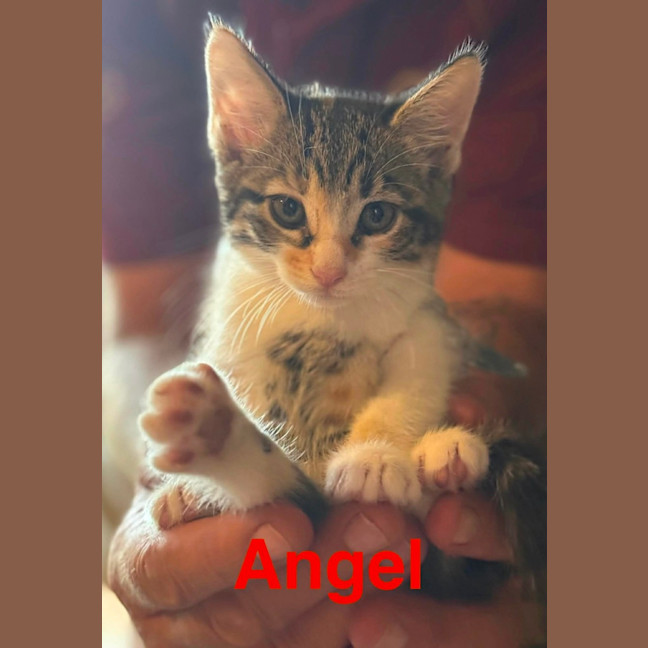 Photo of Angel