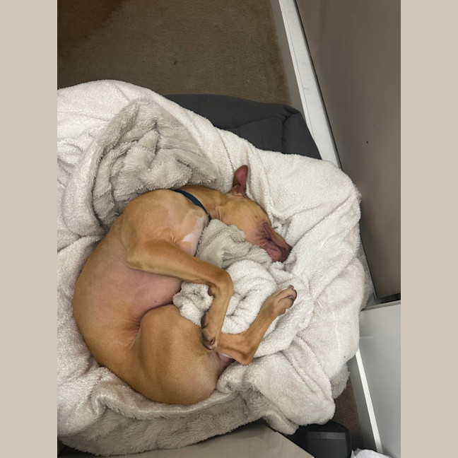 Photo of Fawny