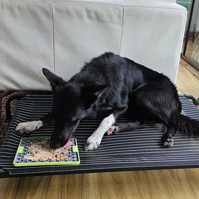 Photo of Bruce   Assisted Rehome 