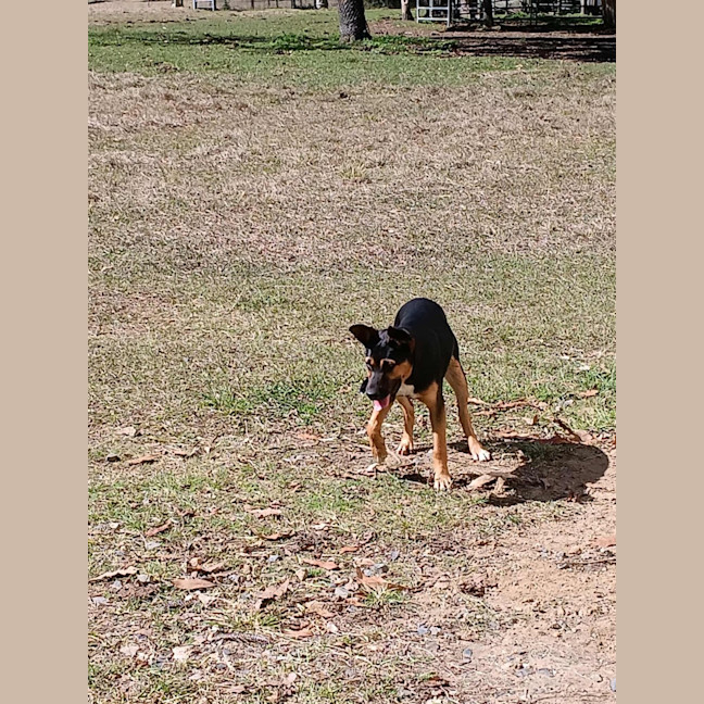 Photo of Sheba