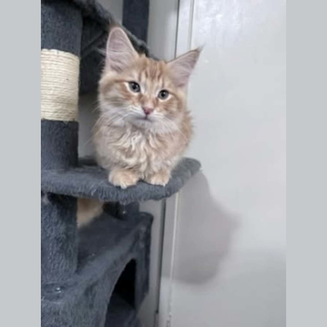 Photo of Gravy *9 Lives Project Rescue*