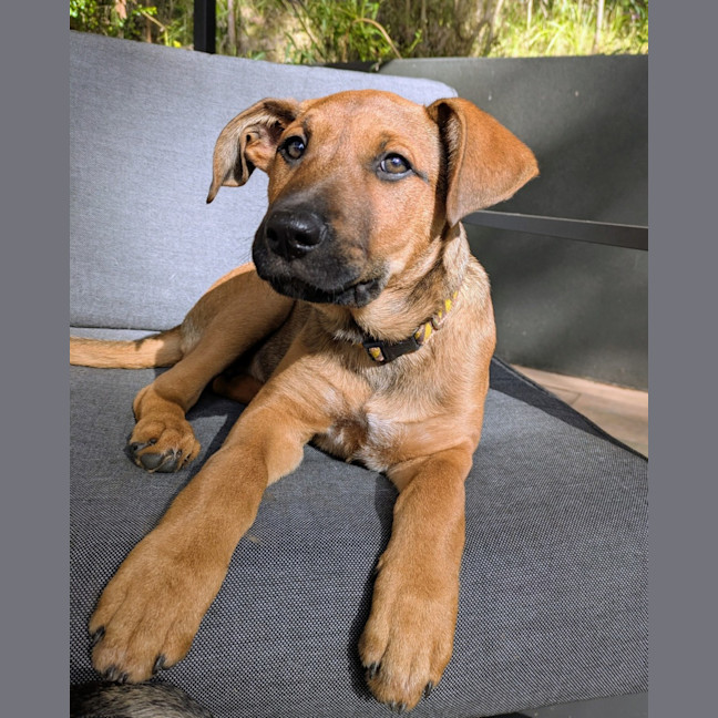 Photo of Daisy