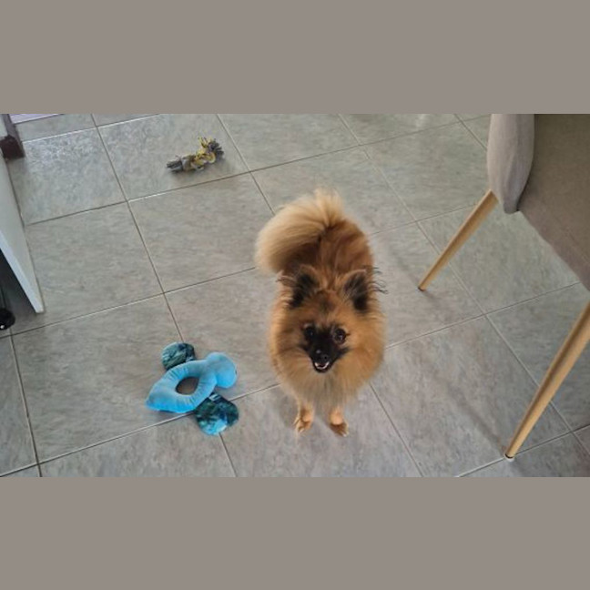 Photo of Gizmo