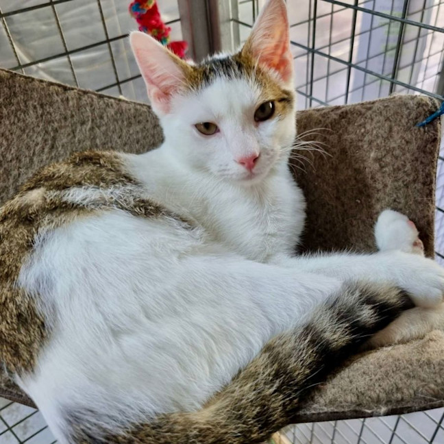 Photo of Mochi