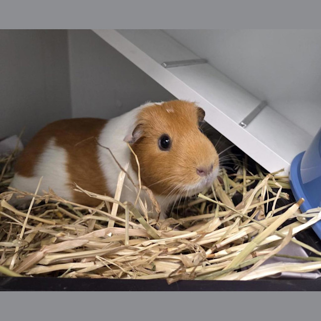 Photo of Crispy (Bonded With Cinnamon)