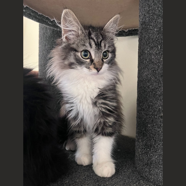 Photo of Maddox