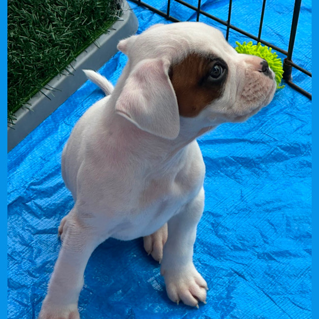 Photo of Gunner 🐶🕶️