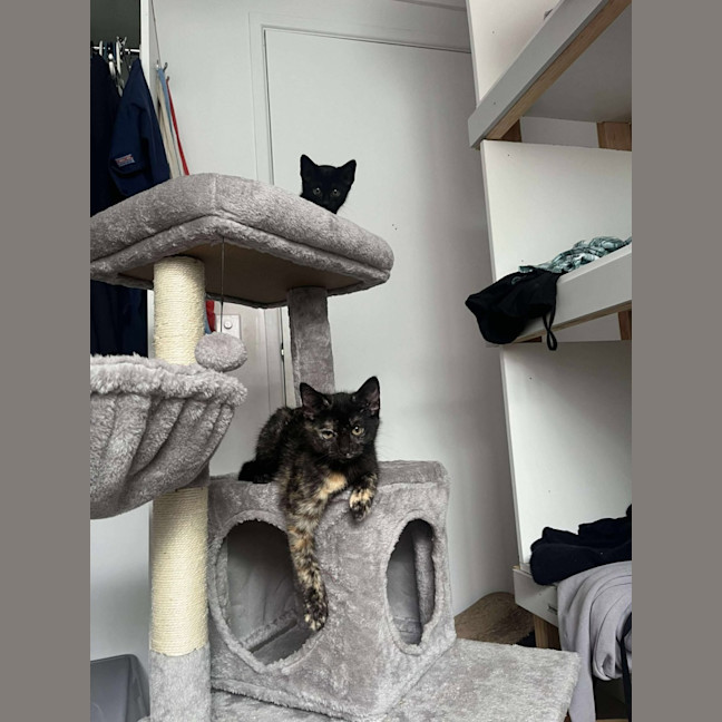 Photo of Pebbles