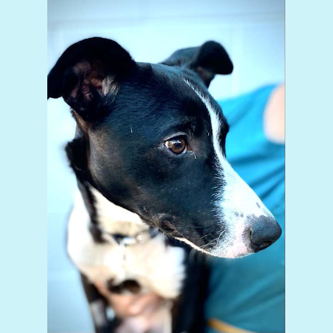 Photo of Otis