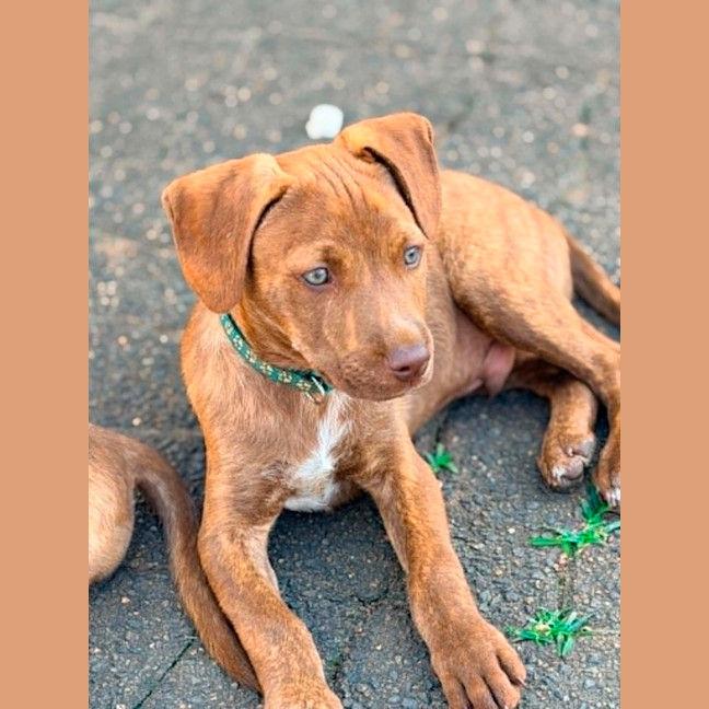 Photo of Buckley