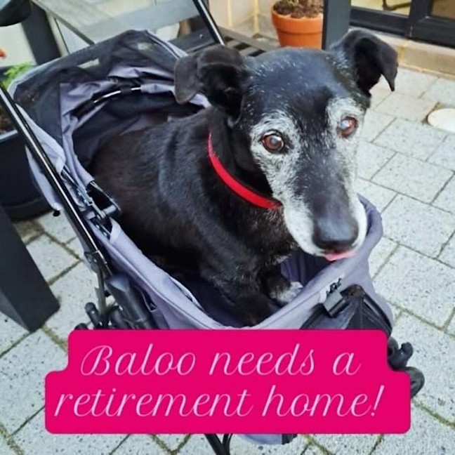 Photo of Gentle Senior Baloo 