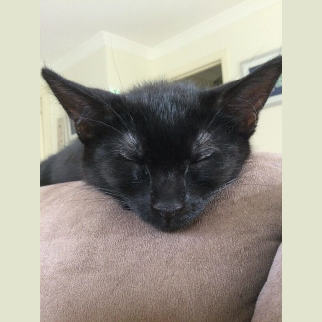 Photo of Tar