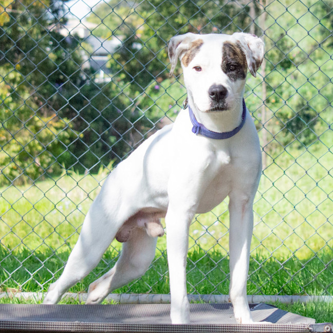 Photo of Patch