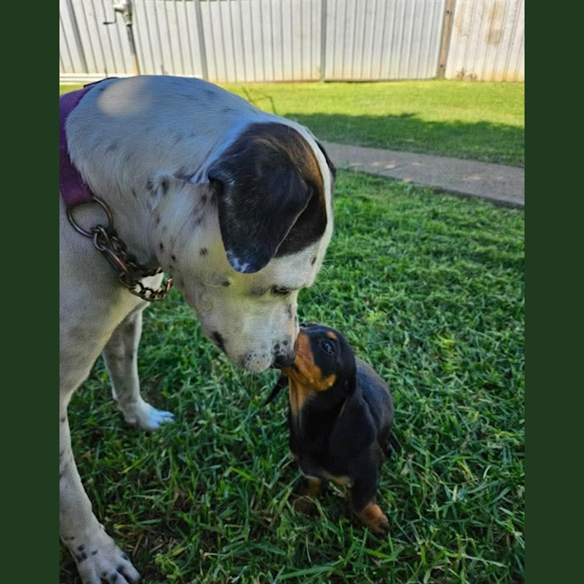 Photo of Roxie And Penny