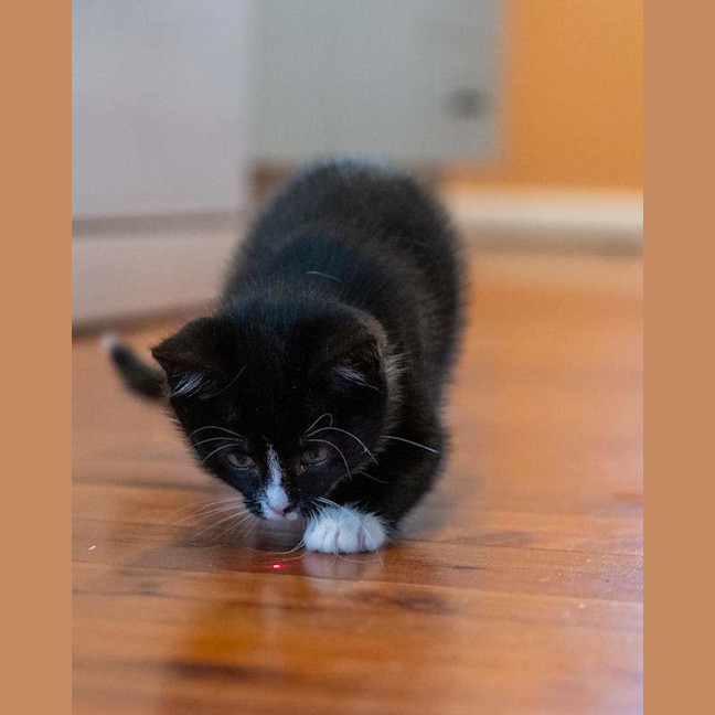 Photo of Wovey