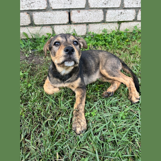 Photo of Nala