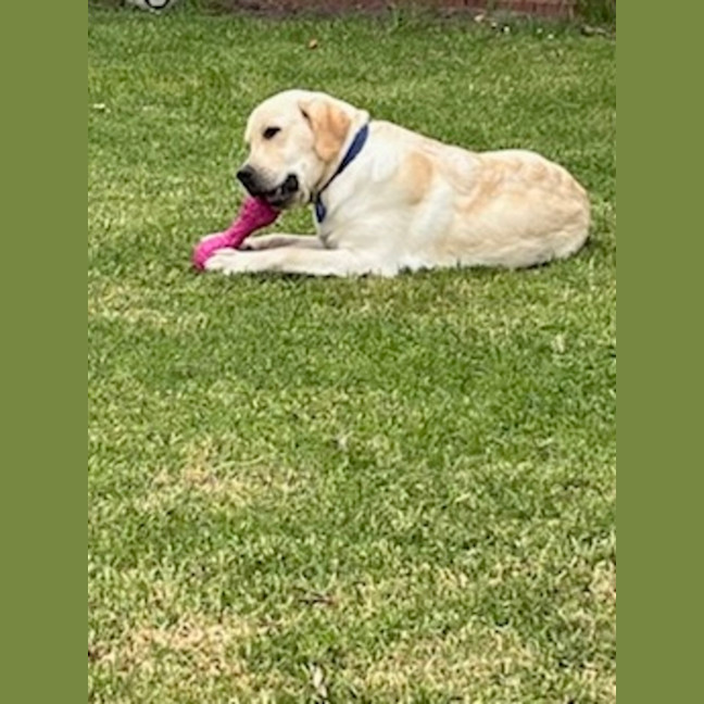 Photo of Bob   10 Month Old Labrador